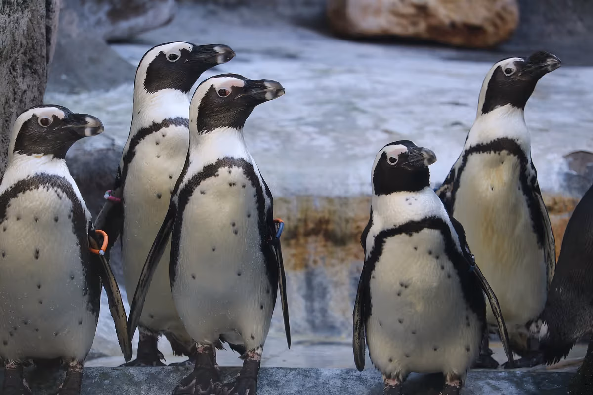 Aquazoo Löbbecke · für Familien — Brillenpinguine im Aquazoo Löbbecke Museum · Düsseldorf